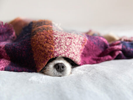 22 Dont let money worries rob you of sleep dog in blanket