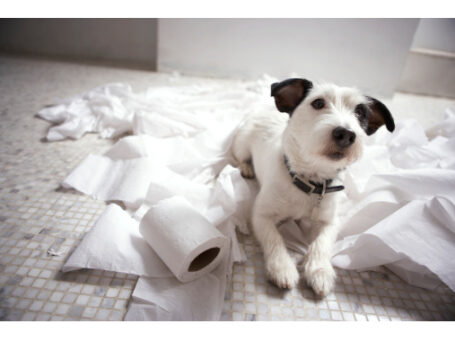 Shred Day Event Banner-Dog shredding paper